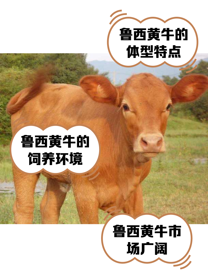 东阳最新医保取现黄牛方法分析(最方便真实的东阳医保取现黄牛怎么取方法)